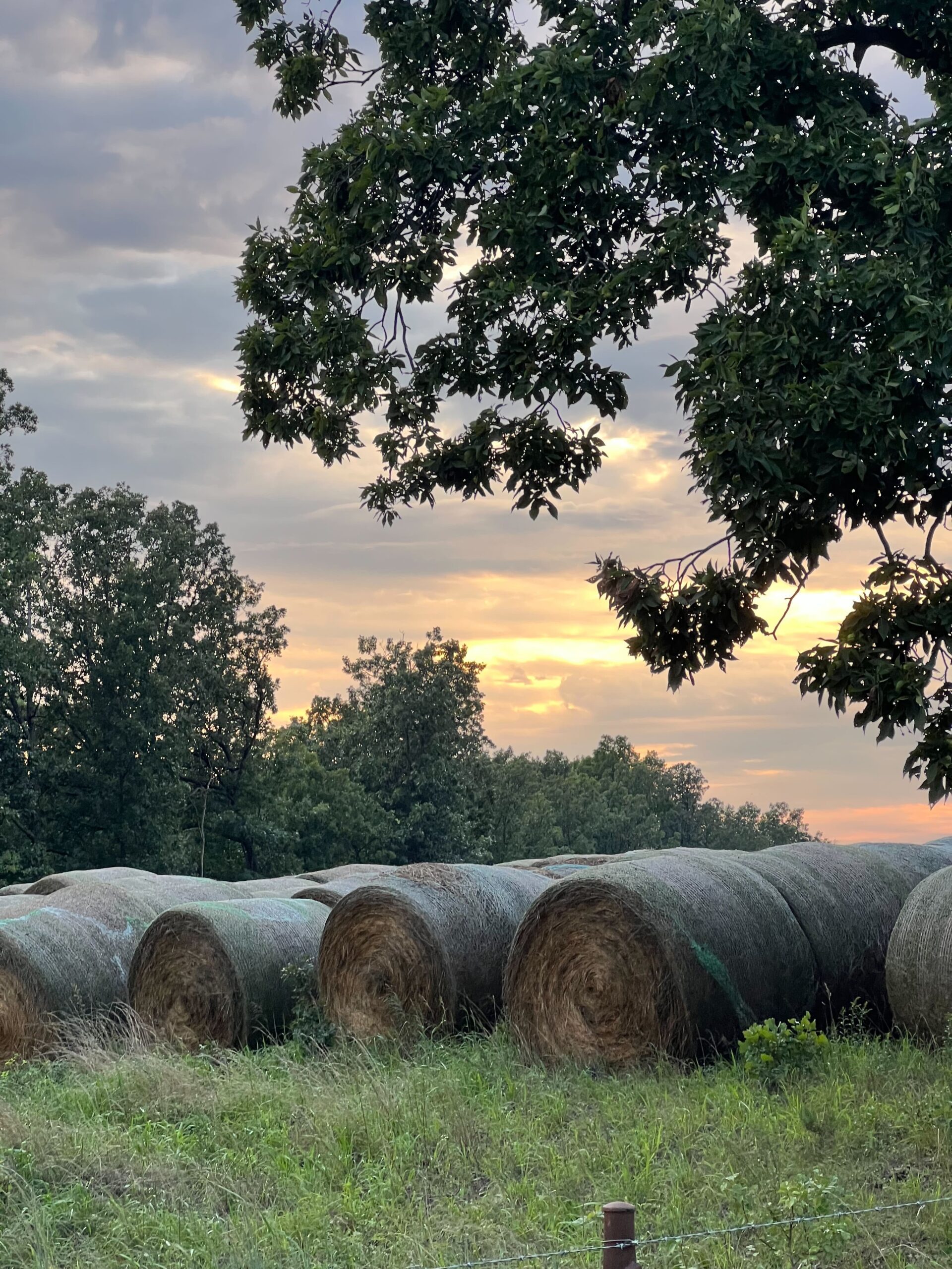 Missourians Feel The Effects Of Climate Change – It’s Not Just The Weather